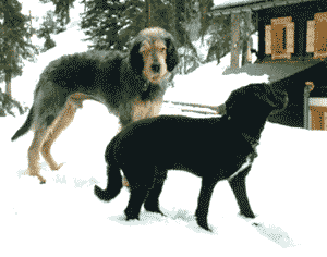 Merlin et Blacky